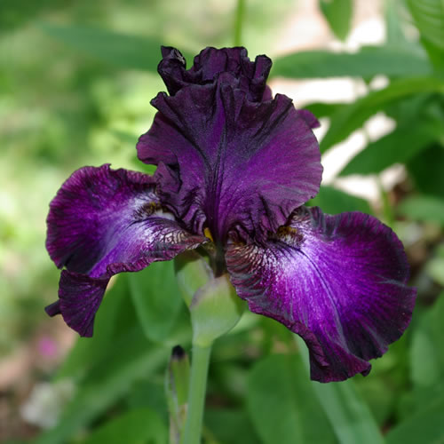 Iris germanica Baltic Star